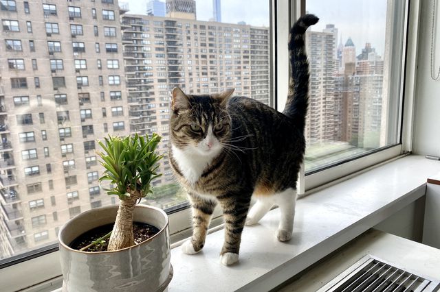 A tabby cat on a window sill next to a ponytail palm plan whose leaves she's eaten - it looks more more like it has a buzzcat